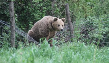 Πεινασμένη αρκούδα έφαγε περίπου 40 κιλά μέλι και κατέστρεψε σχεδόν 20 μελίσσια στο όρος Πάικο (φώτο)