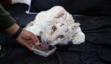 Αττικό Πάρκο: 12 κτηνίατροι θα δώσουν «μάχη» για το λευκό τιγράκι που βρέθηκε στα σκουπίδια