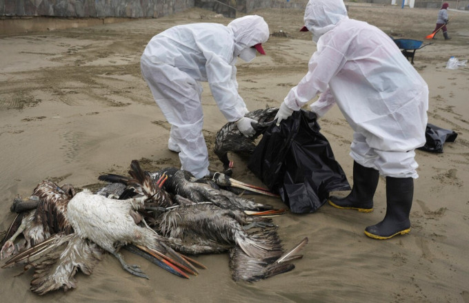 Η Χιλή ανακοίνωσε το πρώτο κρούσμα της γρίπης των πτηνών σε άνθρωπο