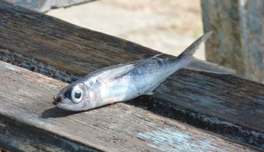Γέμισε νεκρά ψάρια η λίμνη Κερκίνη – Στάλθηκαν δείγματα στην αρμόδια κτηνιατρική υπηρεσία (βίντεο)