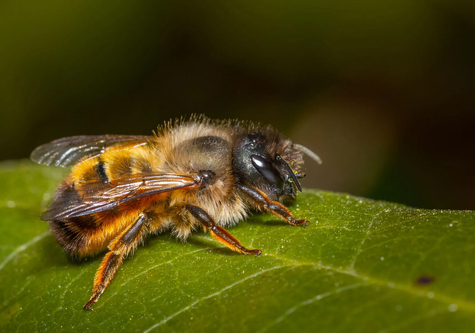 Πώς οι μέλισσες μπορούν να δώσουν πληροφορίες για την υγεία των κατοίκων μιας πόλης