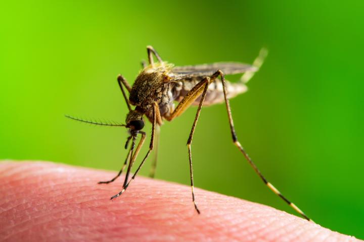 Δεν πάει ο νους σας: Για πόσους θανάτους ευθύνεται κάθε χρόνο το κουνούπι;