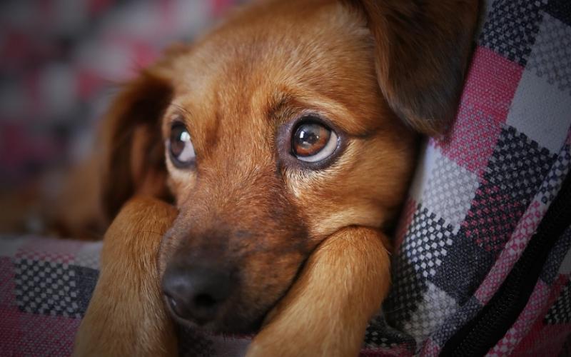 Χειροπέδες σε αλλοδαπό στη Δράμα – Έκοψε με ψαλίδι τα αυτιά αδέσποτου σκύλου