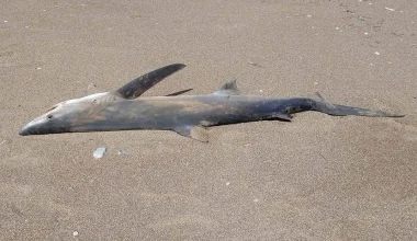 Κίσσαμος: Καρχαρίας ξεβράστηκε σε παραλία (φωτο)