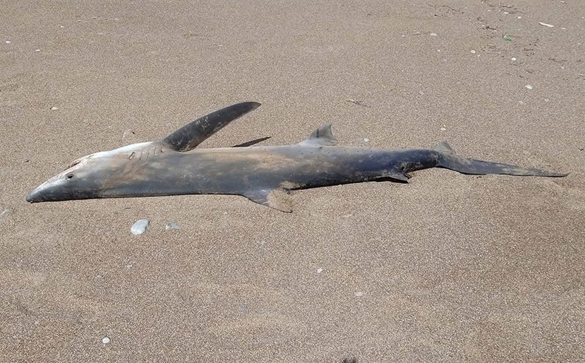 Κίσσαμος: Καρχαρίας ξεβράστηκε σε παραλία (φωτο)