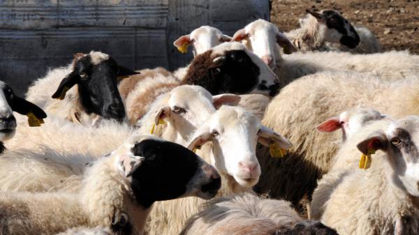 Κιλκίς: Aλλοδαπός ζωοκλέφτης ρήμαξε κτηνοτροφικές μονάδες και ποιμνιοστάσια