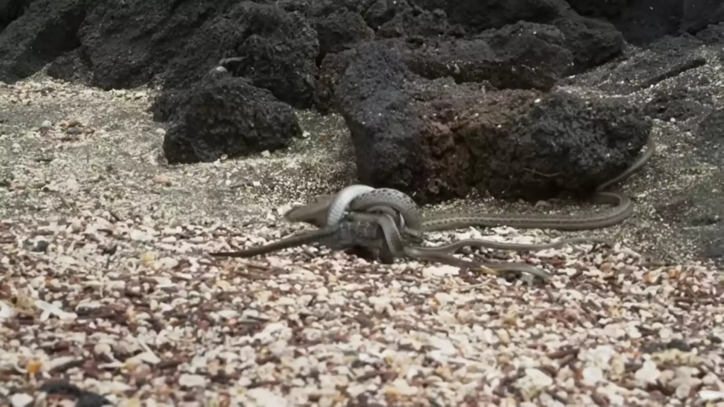 Η στιγμή που φίδια κυνηγούν… ιγκουάνα – Θα καταφέρει να γλιτώσει; (βίντεο)