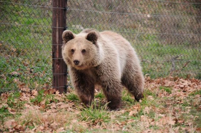 Φλώρινα: Σε συρμάτινη θηλιά παράνομης παγίδας πιάστηκε νεαρό αρκουδάκι στις Πρέσπες