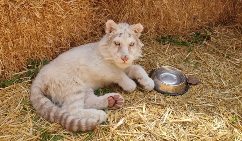 Αττικό Πάρκο: Όλα δείχνουν ευθανασία για το λευκό τιγράκι που βρέθηκε στα σκουπίδια