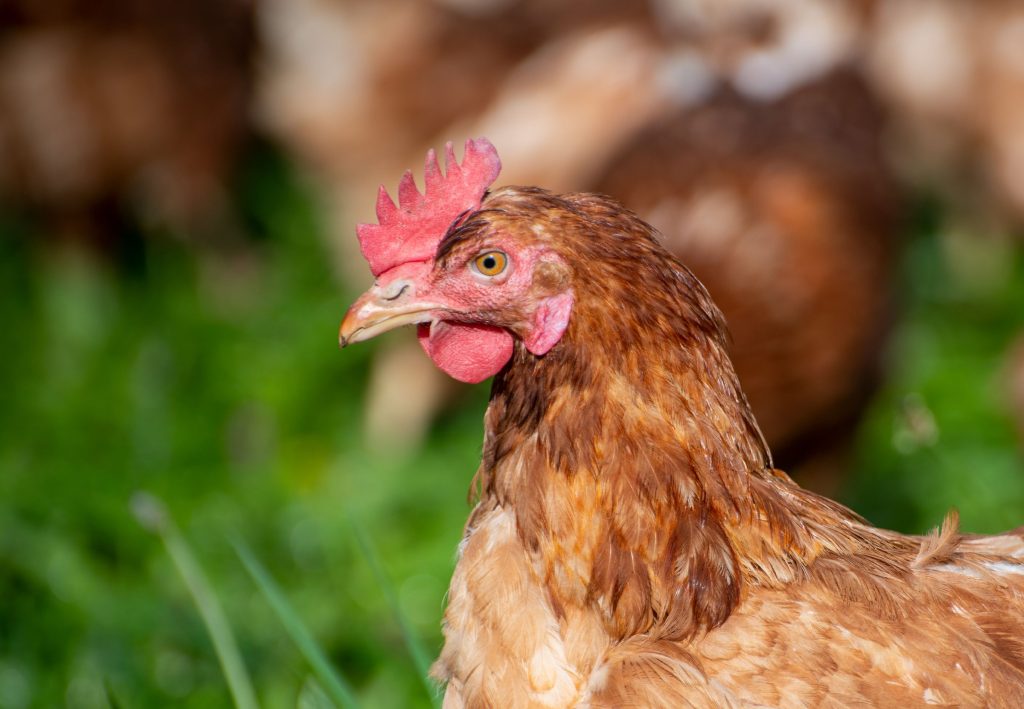 Αυστραλία: Σπάνια τετράποδη κότα έχει προκαλέσει το ενδιαφέρον του διαδικτύου (φωτο)