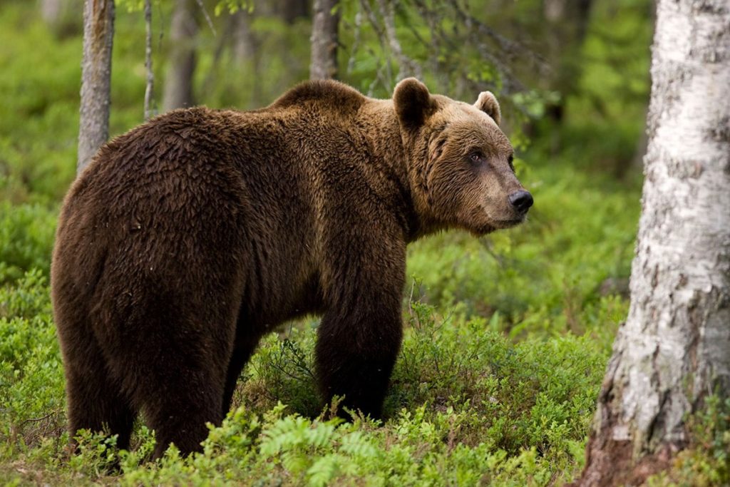 Ιταλία: Δρομέας σκοτώθηκε από επίθεση αρκούδας