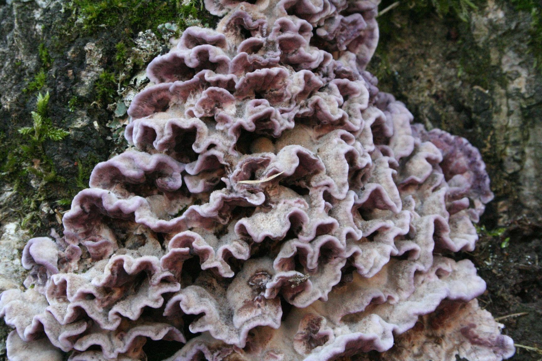 Chondrostereum purpureum: Άνθρωπος μολυσμένος με τον μύκητα-δολοφόνο θεραπεύτηκε για πρώτη φορά