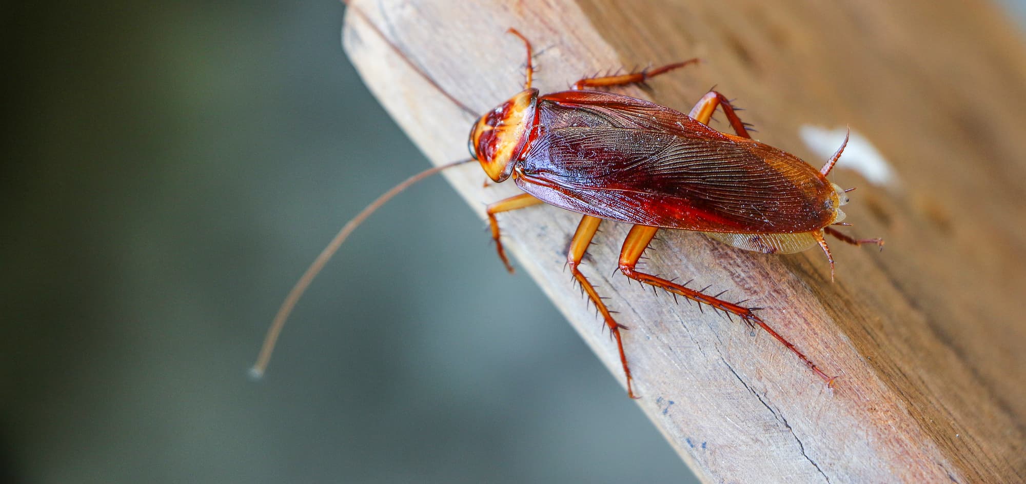 Μια νεκρή κατσαρίδα αφαιρέθηκε από τον… κόλπο γυναίκας στην Ονδούρα