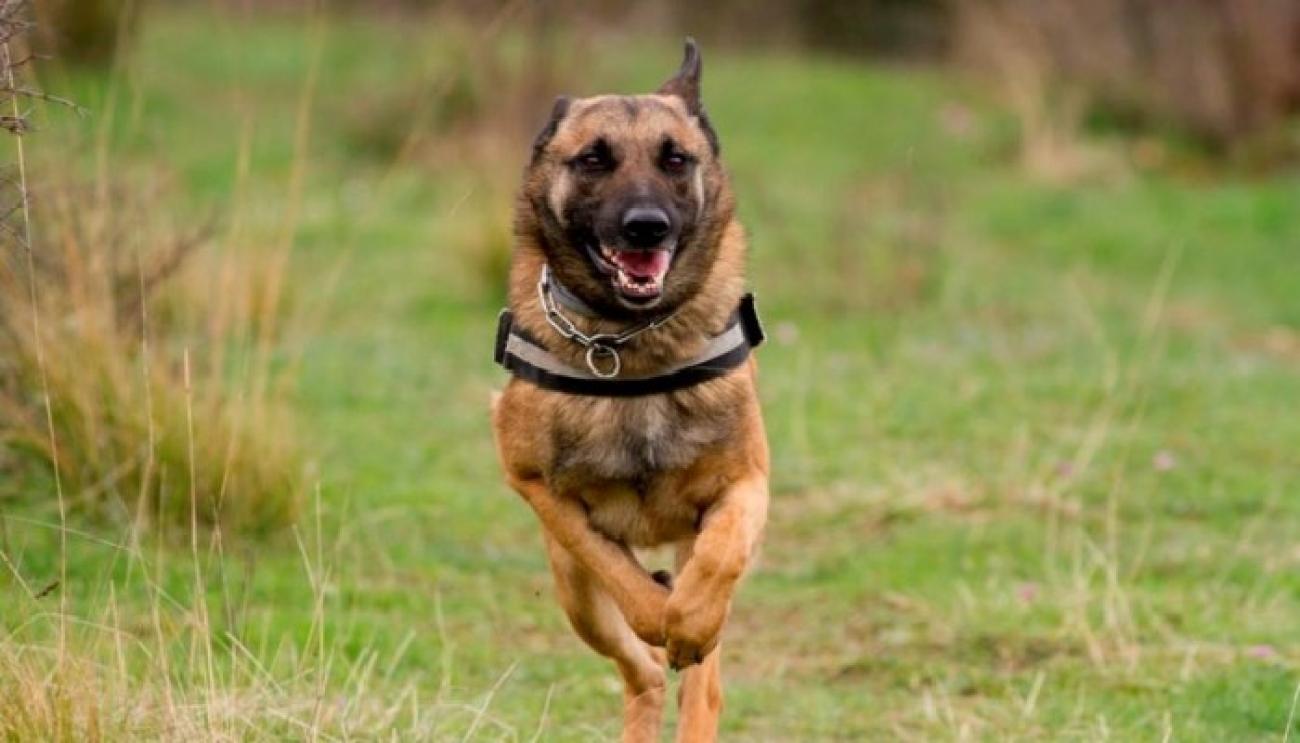 ΗΠΑ: 19χρονη συνελήφθη για κτηνοβασία – Πώς ενημερώθηκαν οι Αρχές