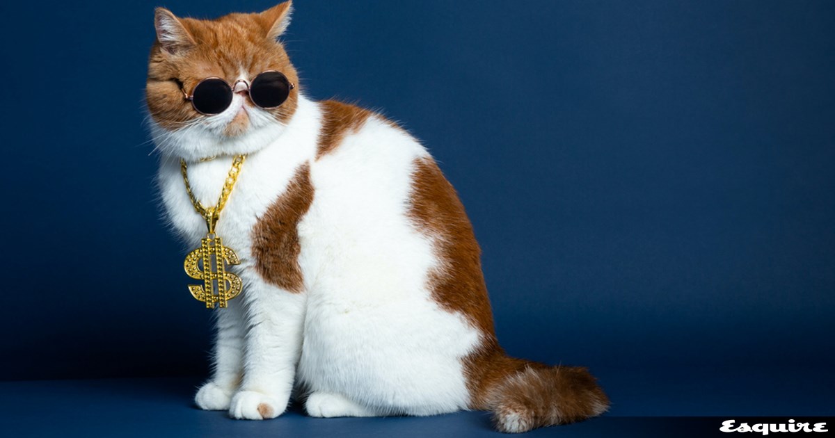 Τρώνε σε «χρυσά» μπολ: Αυτά είναι τα πλουσιότερα ζώα στον κόσμο