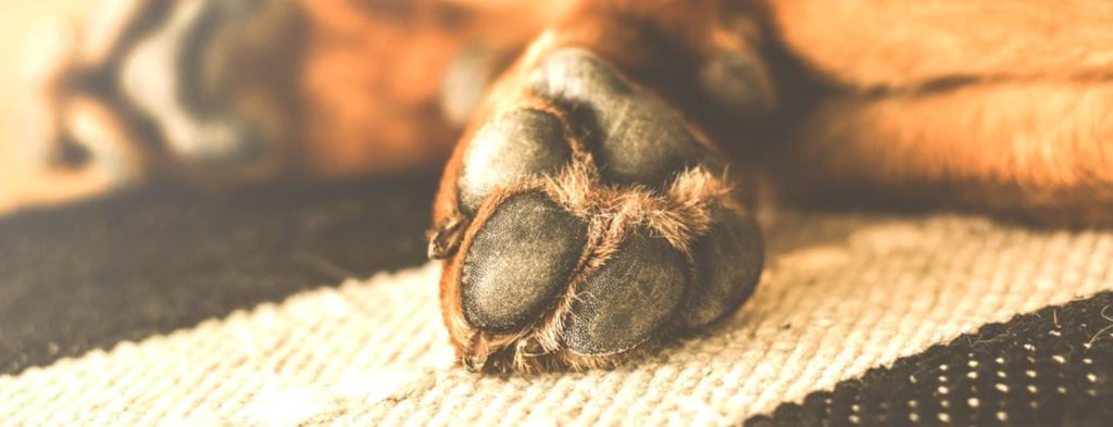 Λέσβος: Πυροβόλησαν με καραμπίνα αδέσποτο σκύλο (φωτο)