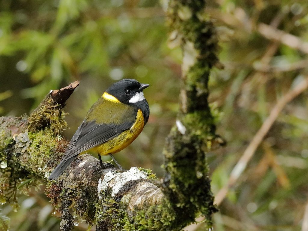 Νέα Γουινέα: Ανακαλύφθηκαν πουλιά με δηλητηριώδη φτερά (φωτο)