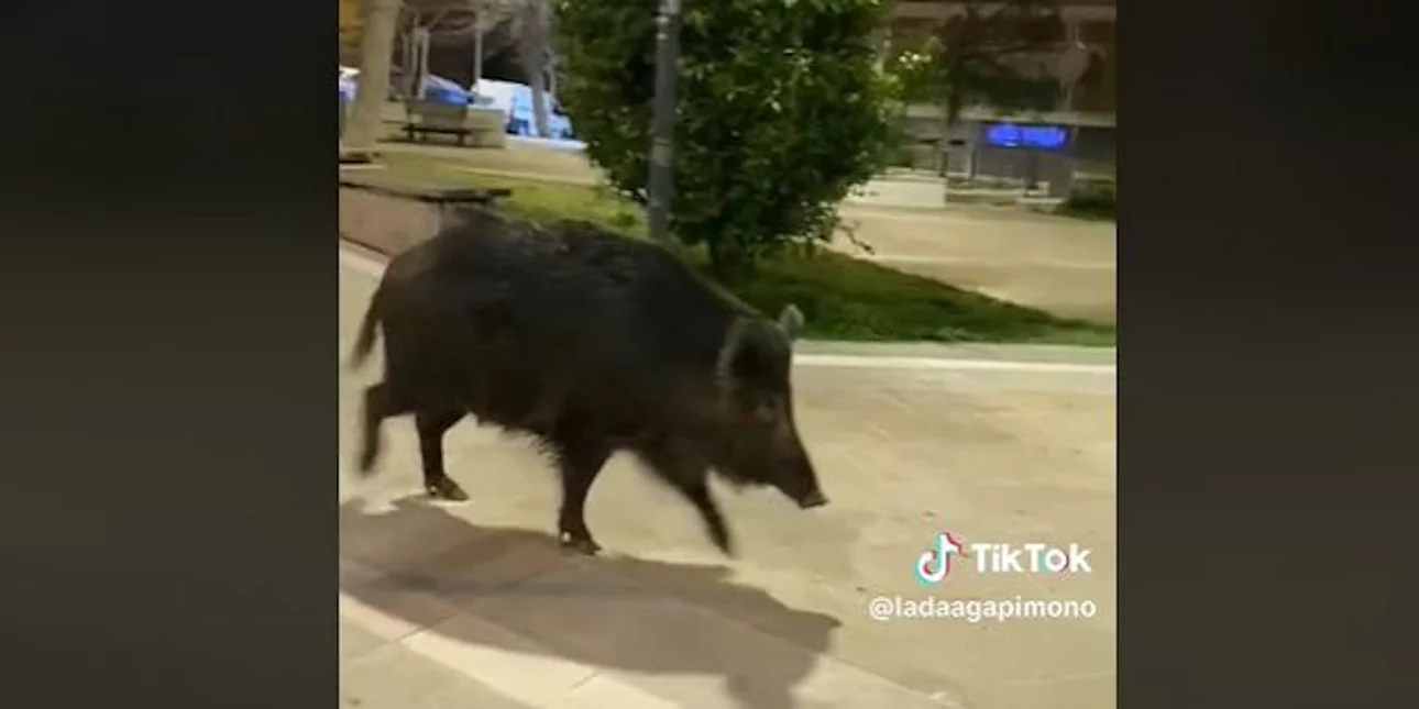 Θεσσαλονίκη: Αγριογούρουνο κόβει βόλτες σε πάρκο της Τριανδρίας (βίντεο)