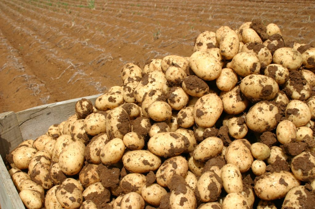 Σε απόγνωση οι πατατοπαραγωγοί από τις εισαγωγές αιγυπτιακής πατάτας: «Σαπίζουν στις αποθήκες»