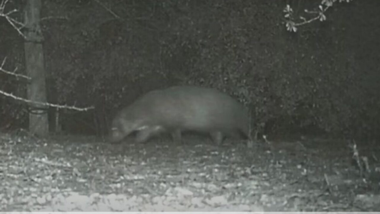 ΗΠΑ: Μυστηριώδες ζώο καταγράφηκε από κάμερα πάρκου και έχει προβληματίσει τους υπαλλήλους (βίντεο)
