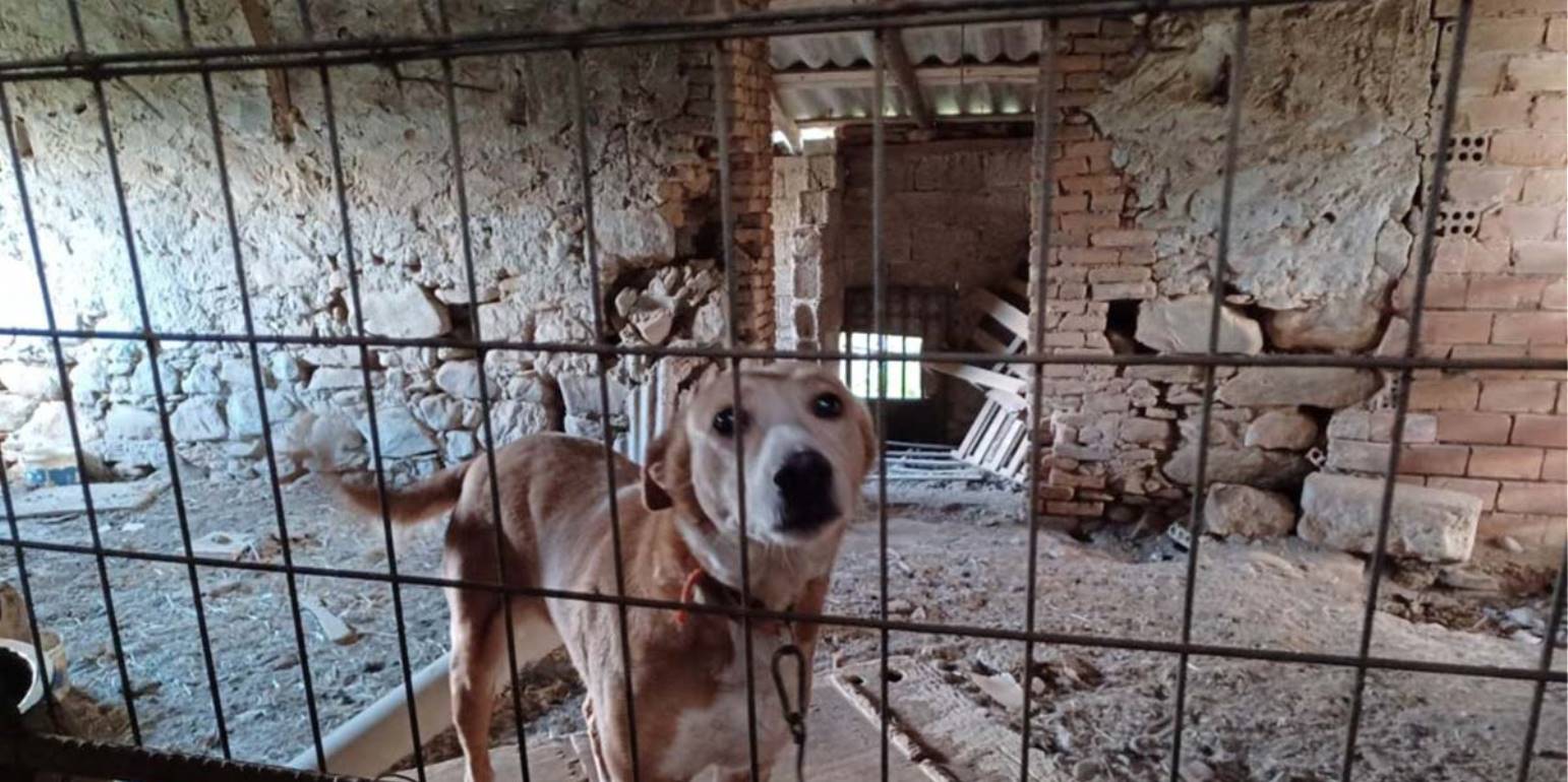 Χανιά: Άνδρας κρατούσε δεμένα σε άθλιες συνθήκες 15 σκυλιά και ένα άλογο