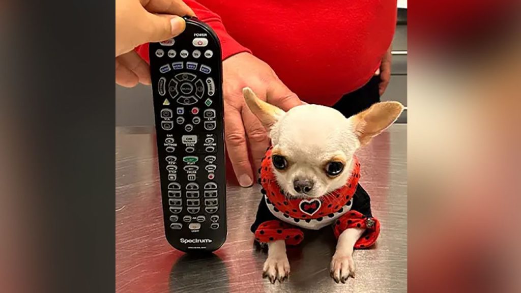 Αυτός είναι ο μικρότερος σκύλος στον κόσμο – «Μικρός σαν μπάλα» (φωτο)