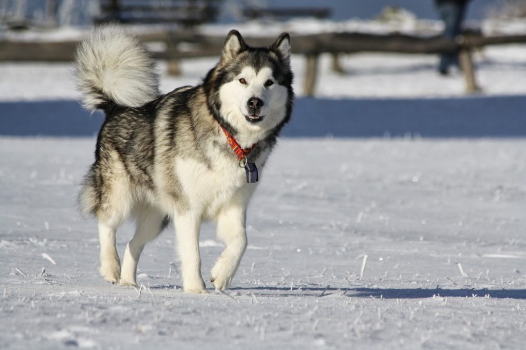 Αλάσκα: Σκύλος επέστρεψε σπίτι του διανύοντας 241 χλμ. πάνω στον πάγο (φωτο)