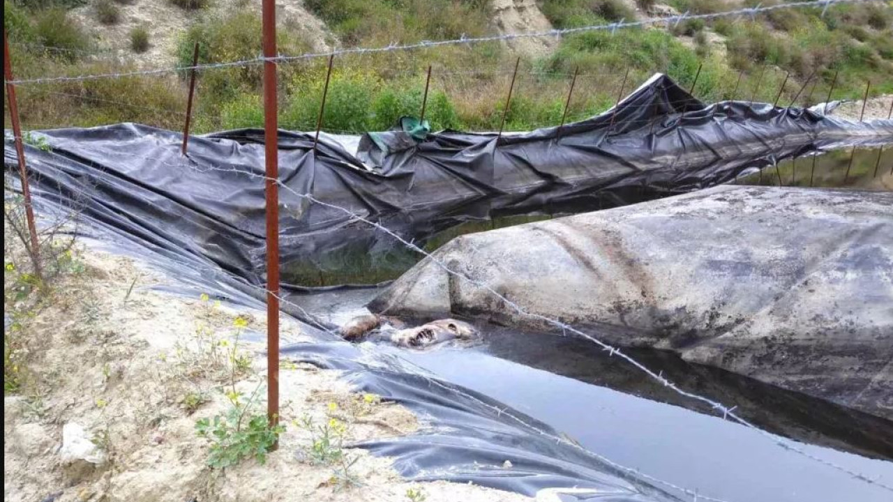 Πάτρα: Εικόνες φρίκης με νεκρά ζώα στα Μοιραίικα – Υγειονομική βόμβα στην περιοχή