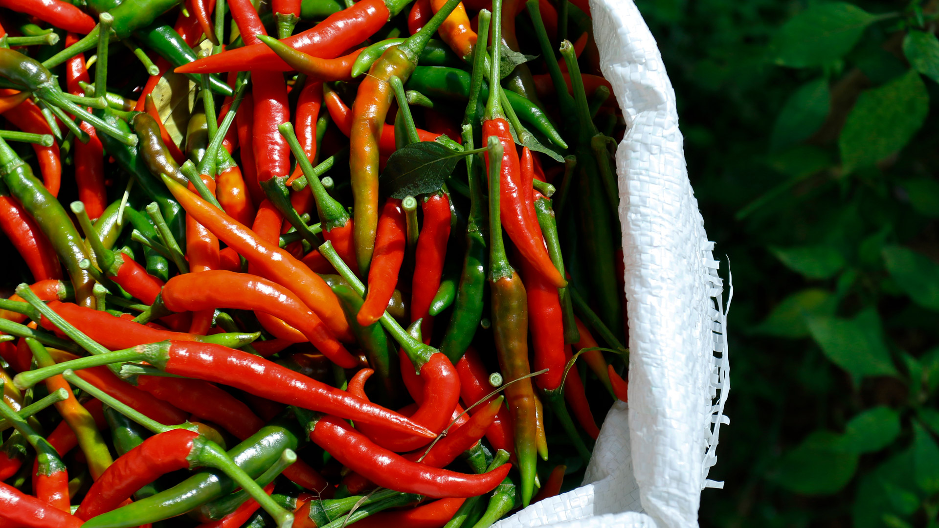 Καυτερή πιπεριά: Η κατανάλωση της μειώνει τους θανάτους από έμφραγμα και εγκεφαλικό