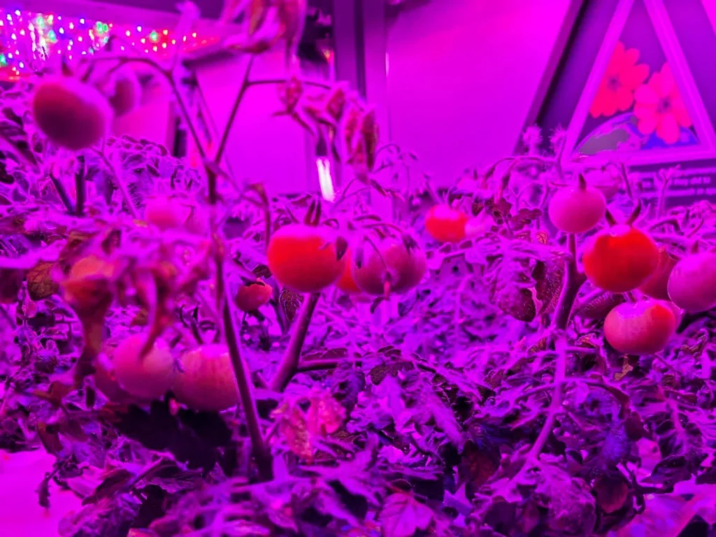 NASA: H πρώτη σοδειά «εξωγήινης ντομάτας» ετοιμάζεται να προσγειωθεί στη Γη (φωτό)