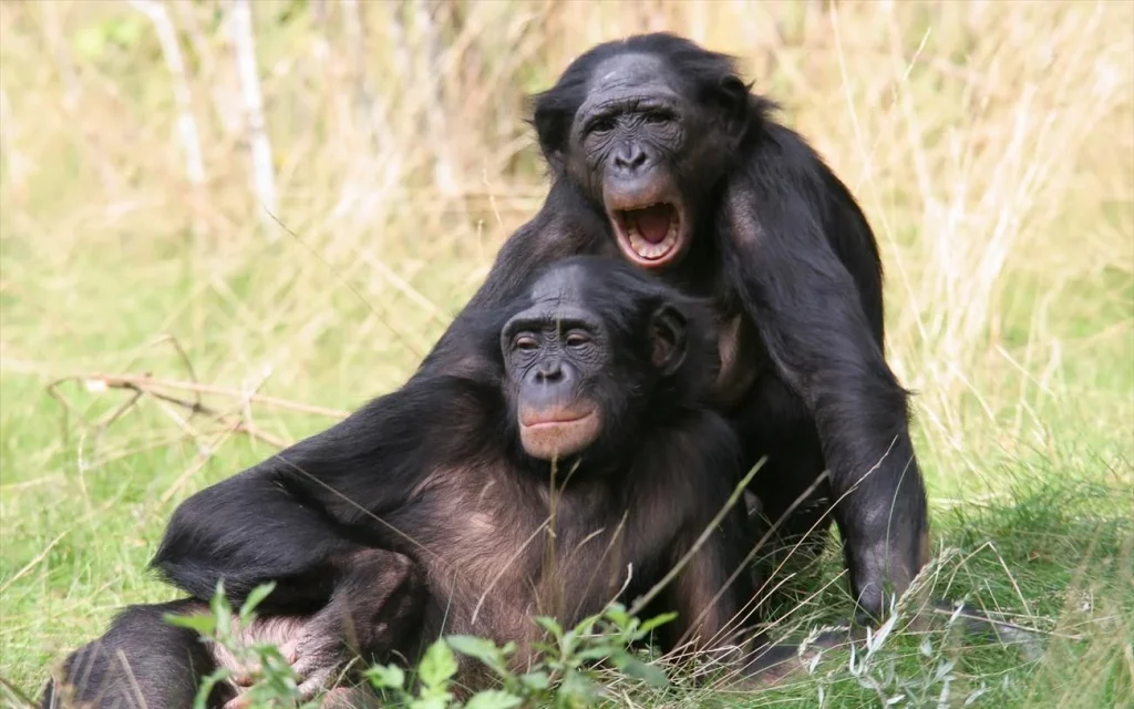 ΗΠΑ: Έρευνα σε πίθηκο 21 εκατ. χρόνων ανατρέπει όσα γνωρίζαμε – Για αυτό στάθηκαν όρθιοι για πρώτη φορά