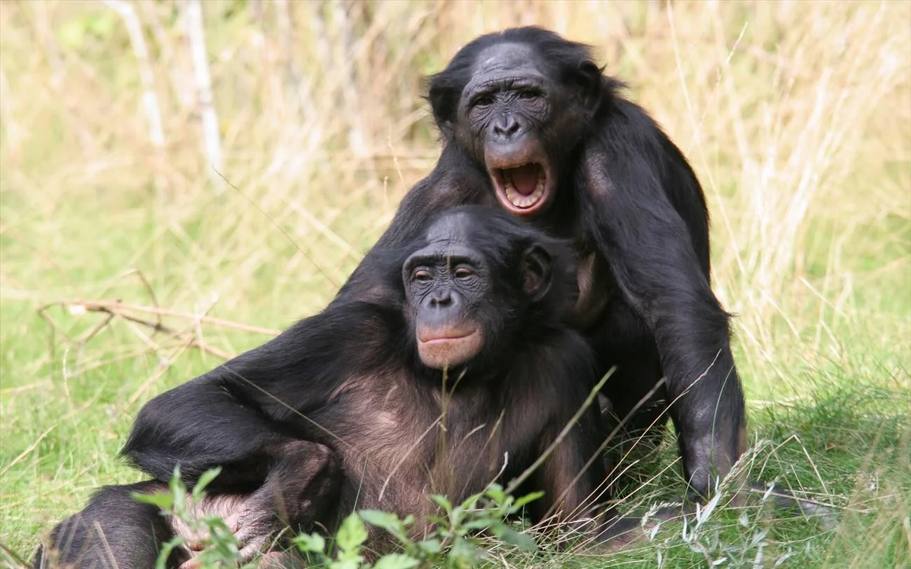 ΗΠΑ: Έρευνα σε πίθηκο 21 εκατ. χρόνων ανατρέπει όσα γνωρίζαμε – Για αυτό στάθηκαν όρθιοι για πρώτη φορά