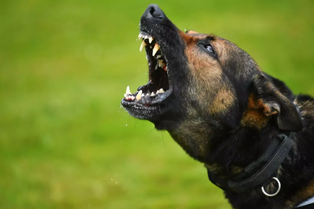 Φρικτός θάνατος για 68χρονη: Την κατασπάραξε αγέλη σκύλων στον Ασπρόπυργο