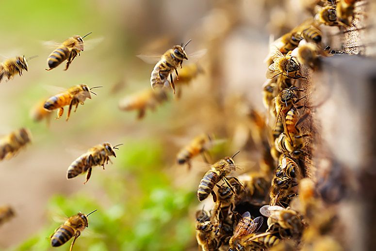 Οι μέλισσες μπορούν να βοηθήσουν στην παρακολούθηση των ανθρώπινων ασθενειών