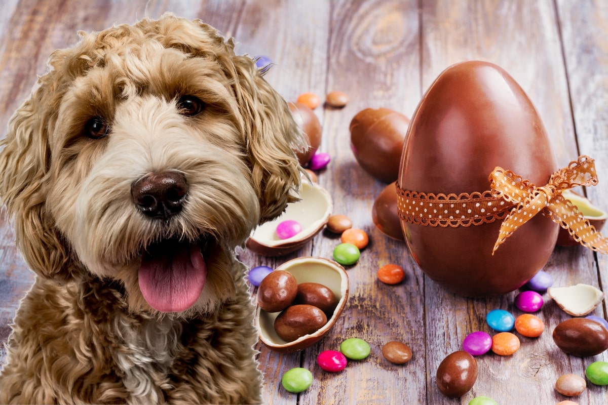 Πασχαλινό τραπέζι: Δείτε ποιες τροφές δεν επιτρέπεται να δώσετε στο σκύλο σας