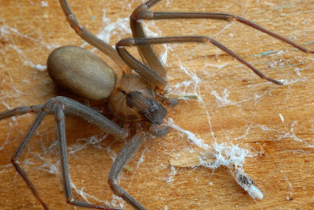 Η αράχνη που σκορπά τον τρόμο στο ζωικό βασίλειο – Μπορεί να εξοντώσει ακόμη και τους ανθρώπους (βίντεο)