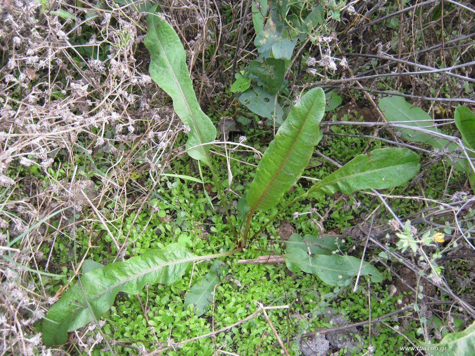 Λάπαθο: Ένα αληθινό φάρμακο για τον οργανισμό