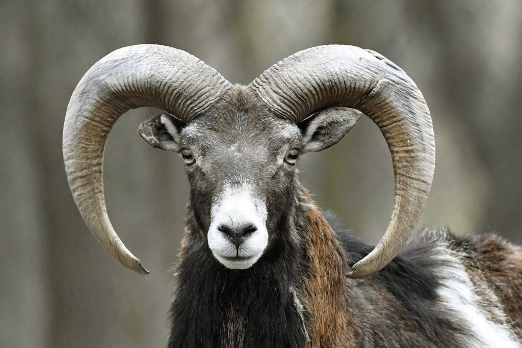 Τρίκαλα: Κριάρι επιτέθηκε σε 87χρονη – Σε κρίσιμη κατάσταση στο νοσοκομείο