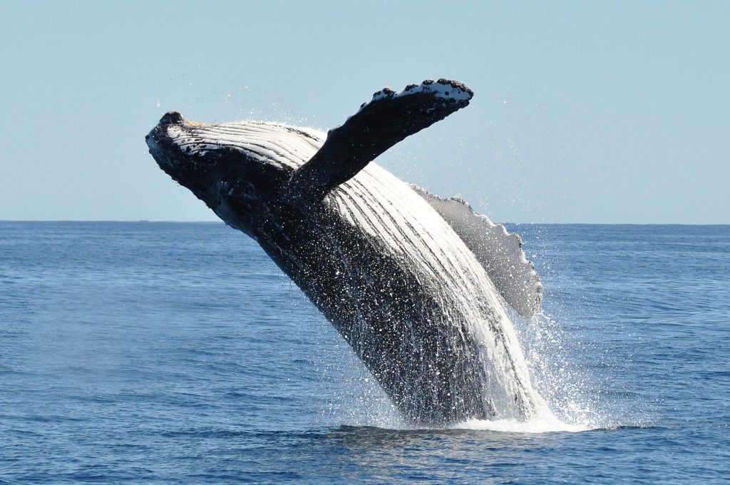 Βίντεο: Φάλαινα καταπίνει βάρκα – Κάποιοι λένε ότι πρόκειται για μοντάζ