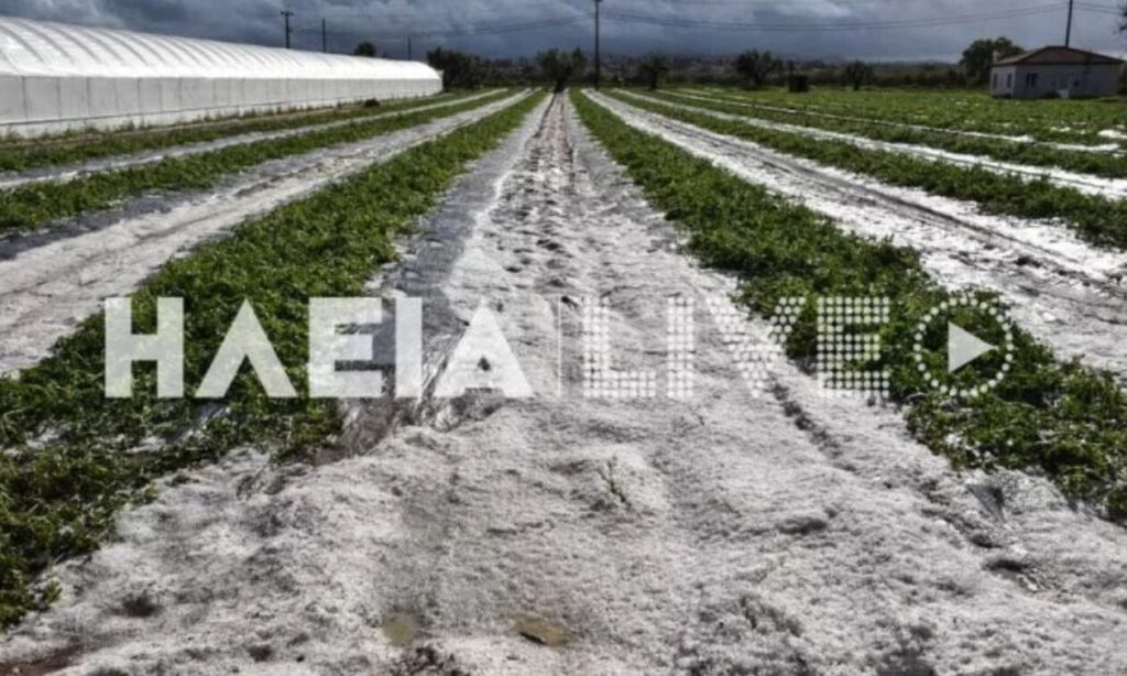 Σφοδρή χαλαζόπτωση έπληξε την Ηλεία – Σε απόγνωση οι αγρότες (φώτο-βίντεο)