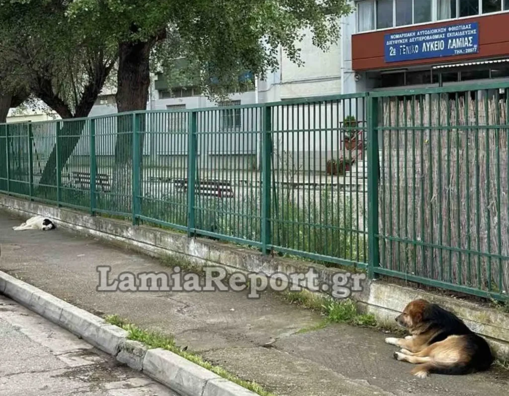 Λαμία: Αδέσποτα σκυλιά επιτέθηκαν σε περαστικούς – Στο νοσοκομείο ένας τραυματίας
