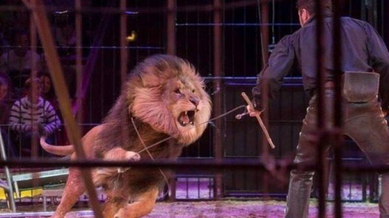 Κίνα: Λιοντάρια βγήκαν από το κλουβί κατά τη διάρκεια της παράστασης σε τσίρκο – «Έκοβαν βόλτες» για 15 λεπτά (βίντεο)