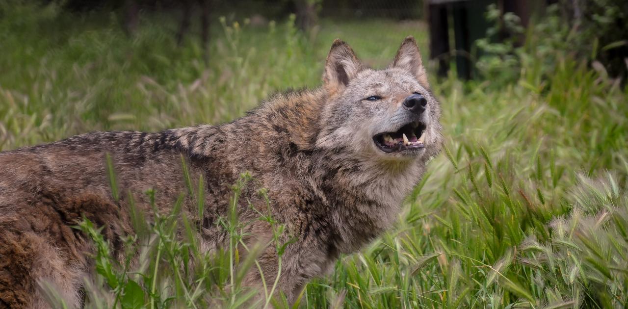 Σέρρες: Λύκος εθεάθη να… «κόβει βόλτες» δίπλα από νηπιαγωγείο (βίντεο)