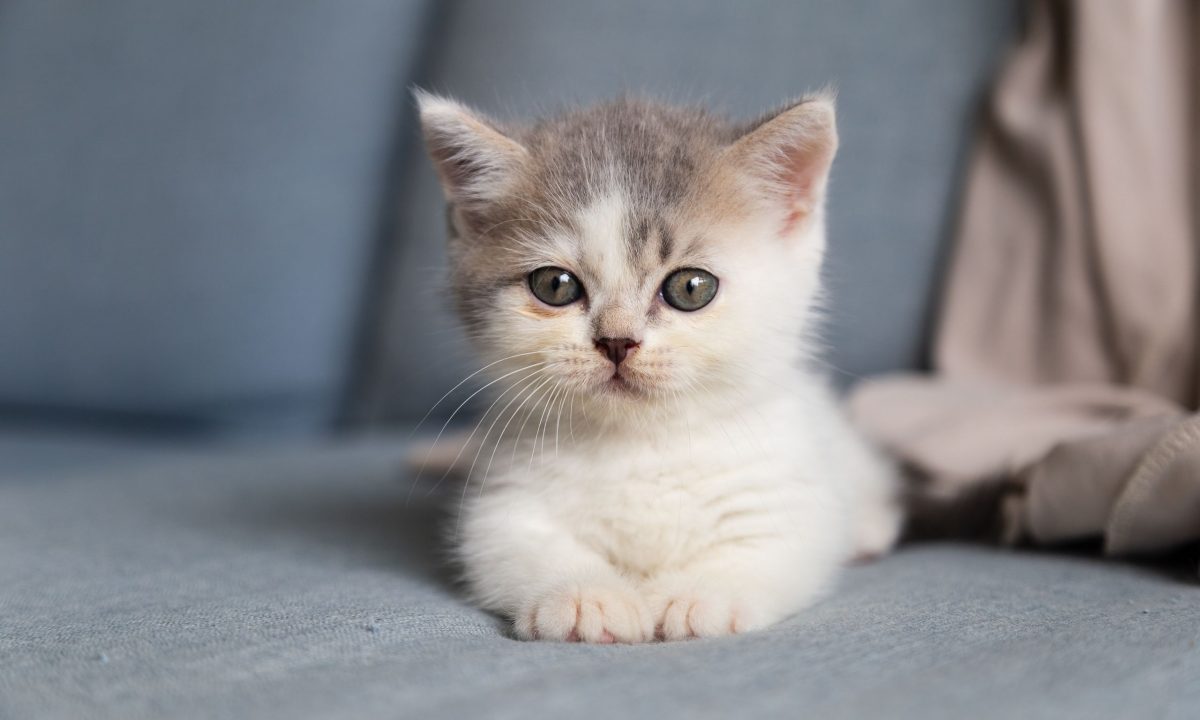 Βόλος: Έβαλαν σε σακούλα νεογέννητα γατάκια και τα πέταξαν σε κάδο σκουπιδιών (φώτο)