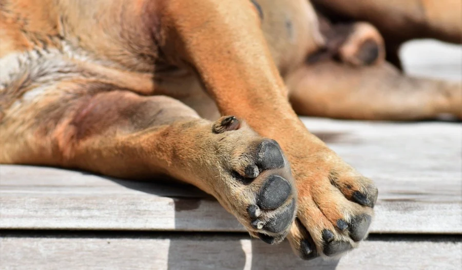 Ηράκλειο: Δηλητηρίασαν με φόλες τέσσερα σκυλιά και μια γάτα