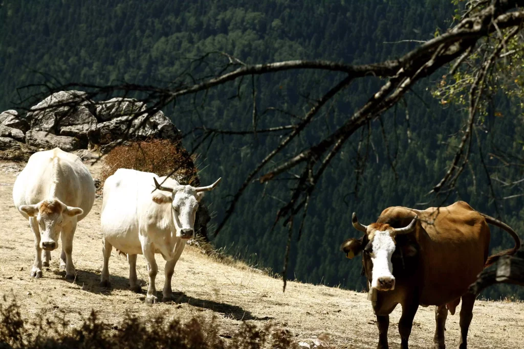 Λάρισα: 67χρονος έκλεψε 19 μοσχάρια μαζί με τις ζωοτροφές τους και τα μετέφερε στο αγρόκτημά του