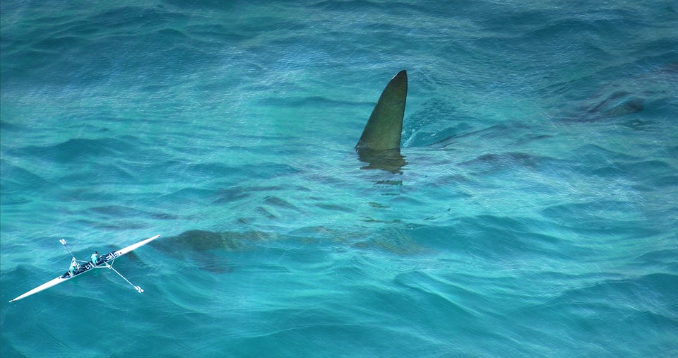 Γύθειο: H στιγμή που καρχαρίας περιτριγυρίζει βάρκα ψαράδων (βίντεο)