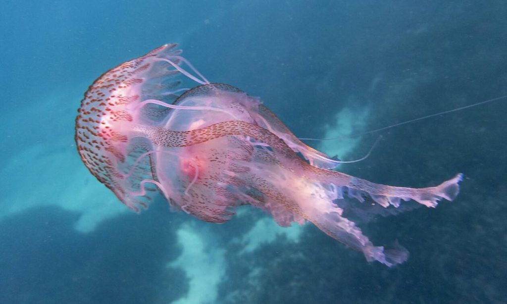 Βόλος: Γέμισαν μέδουσες οι παραλίες στον Παγασητικό – Η θάλασσα από γαλάζια έγινε… μαύρη (φώτο)