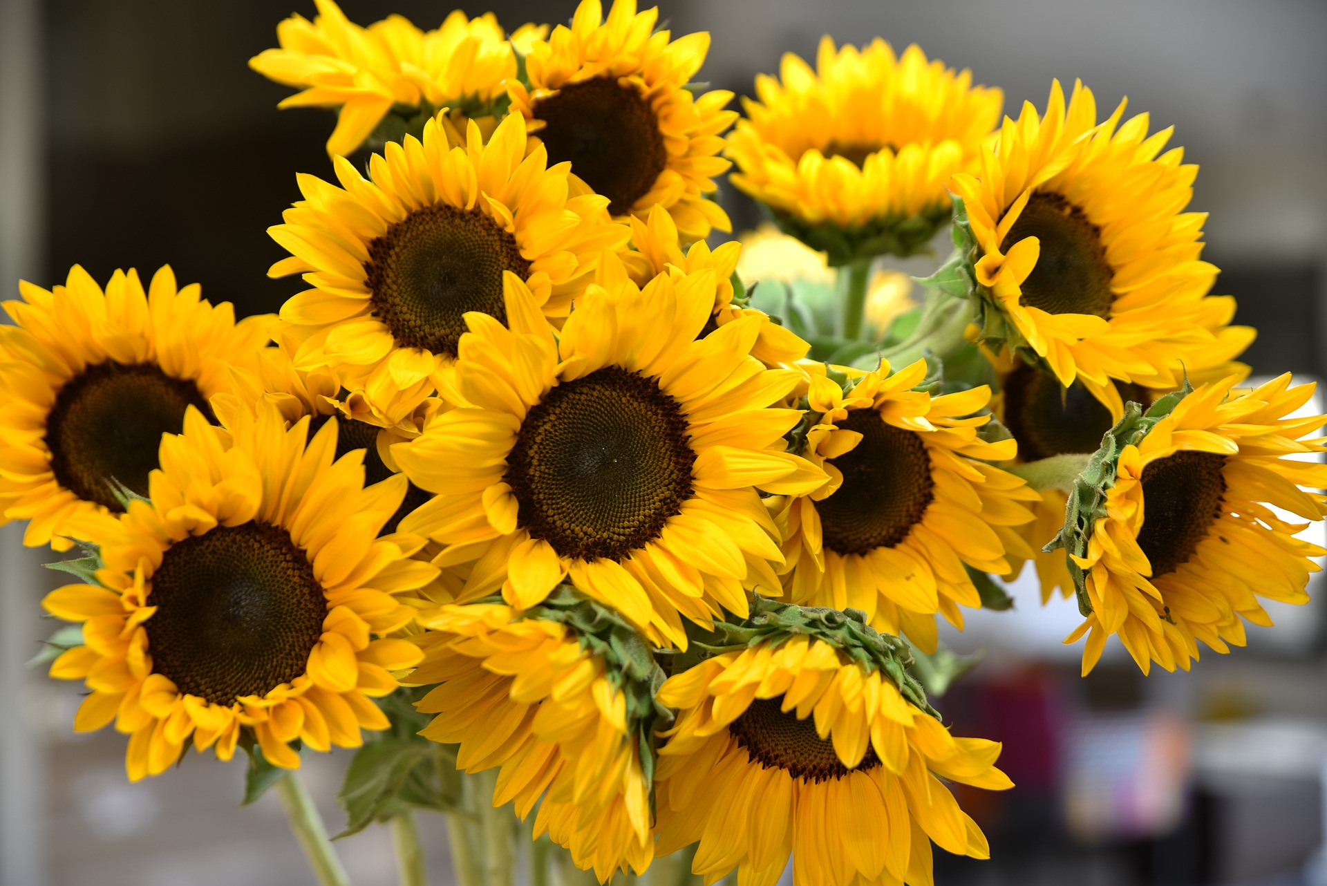 Ηλίανθος: Το «μαγικό» λουλούδι του ήλιου με τις εντυπωσιακές ιδιότητες