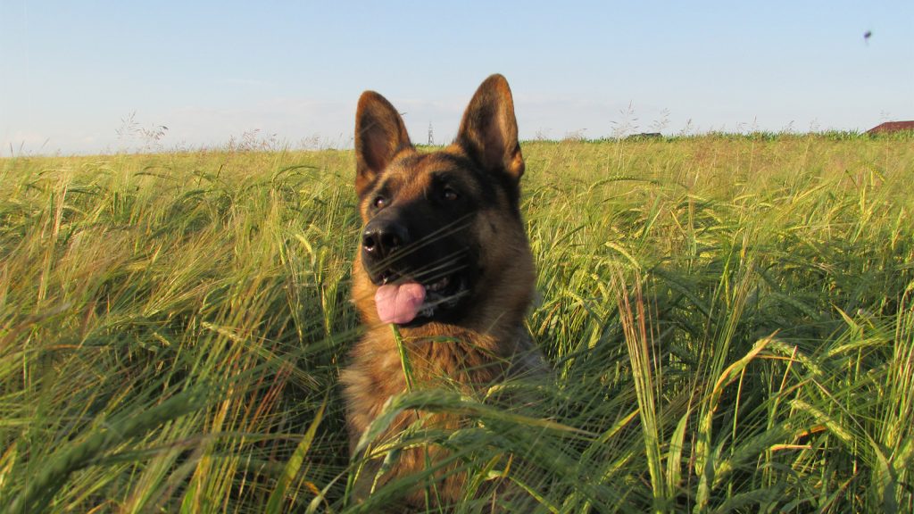 Τι είναι τα άγανα και πώς μπορούν να βλάψουν τους σκύλους;